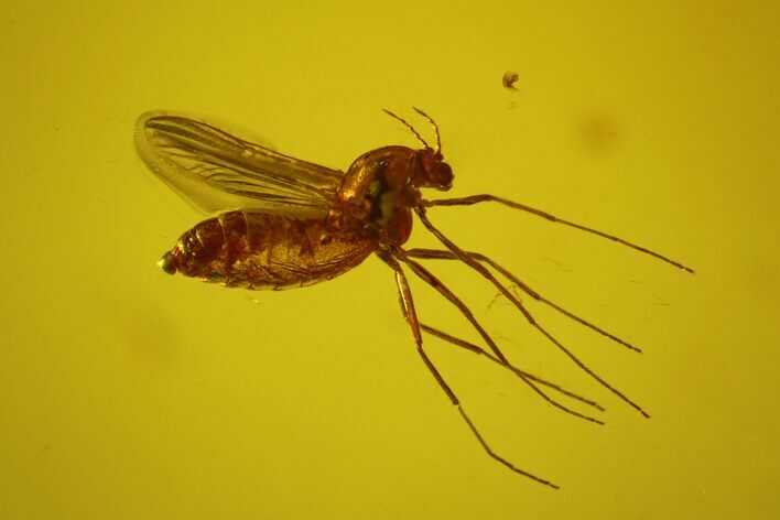 Detailed Fossil Fly (Chironomidae) In Baltic Amber #170072